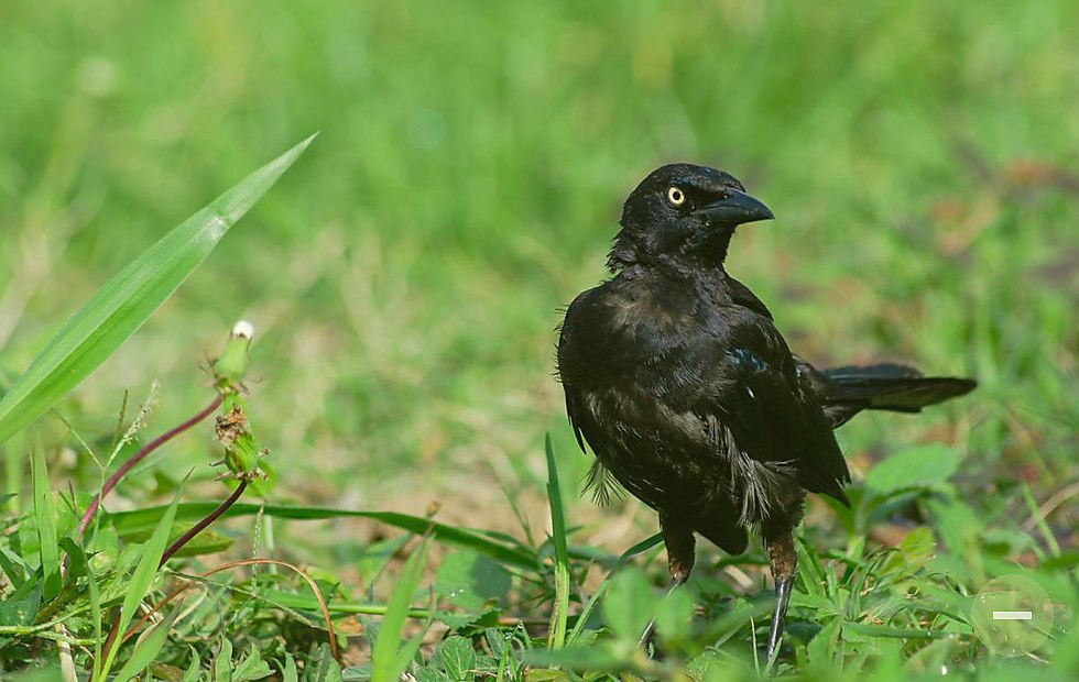 Willowhide Birding category 0