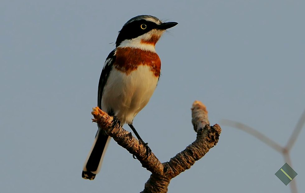 Willowhide Birding category 1