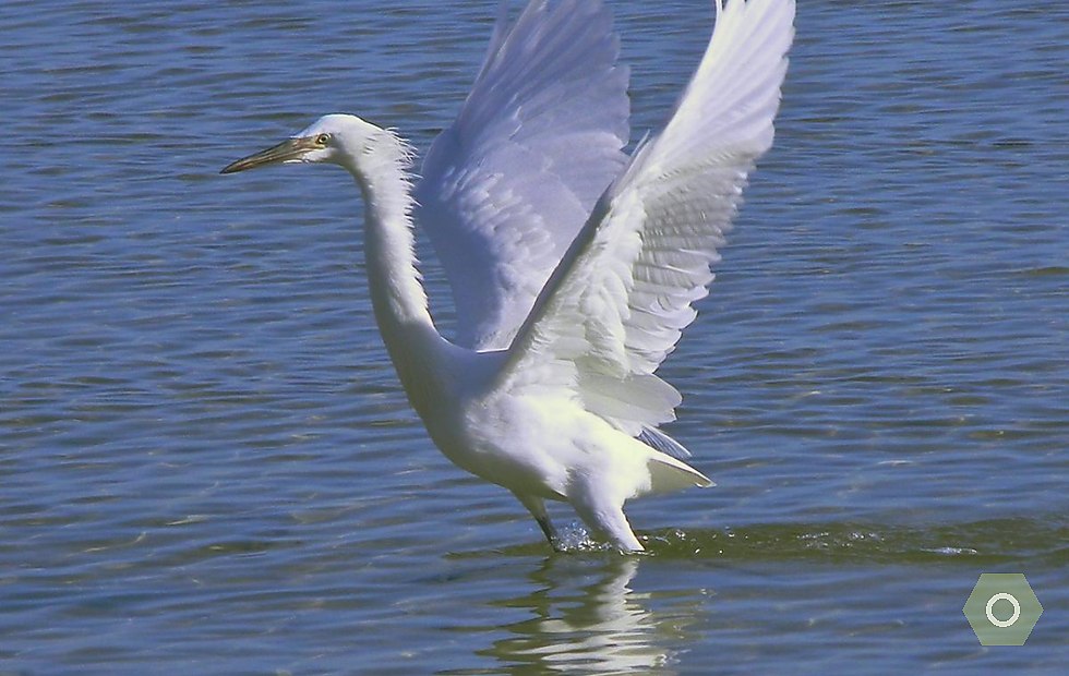 Willowhide Birding category 2