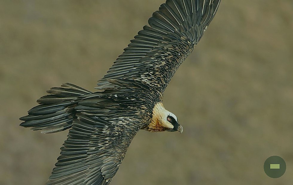Willowhide Birding category 3