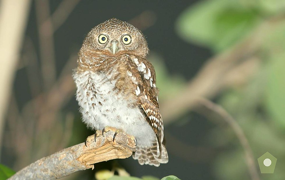 Willowhide Birding category 4