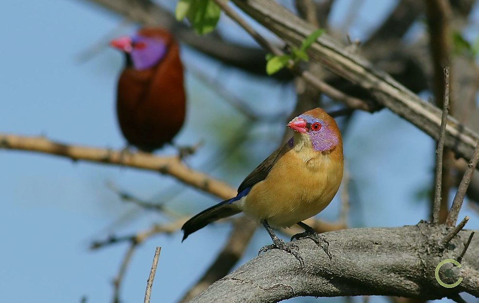 Willowhide Birding category 5