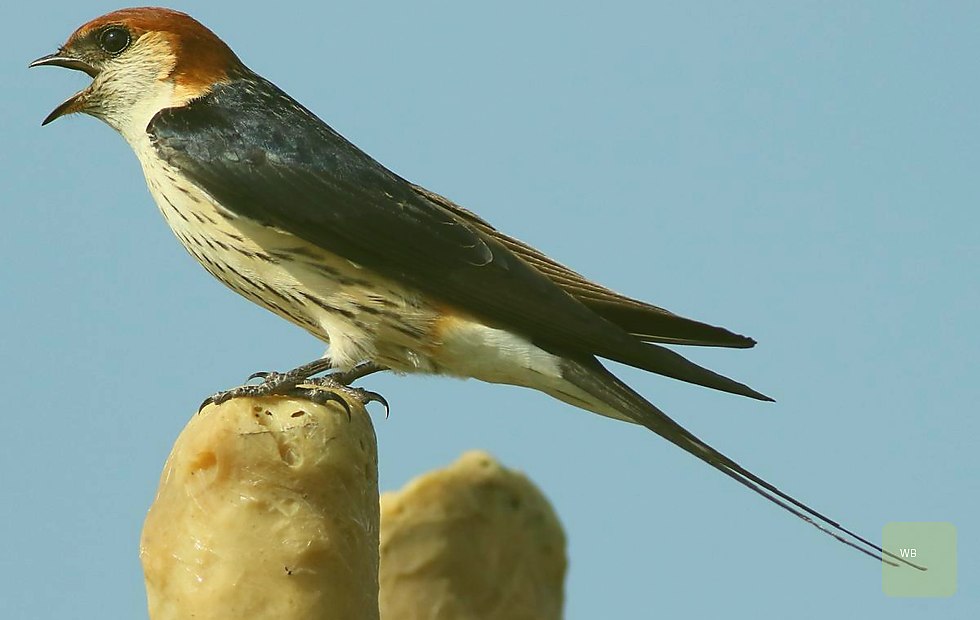 Willowhide Birding product